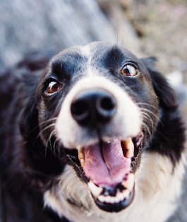 Pet friendly: vantagens de adotar no seu negócio - Sebrae SC